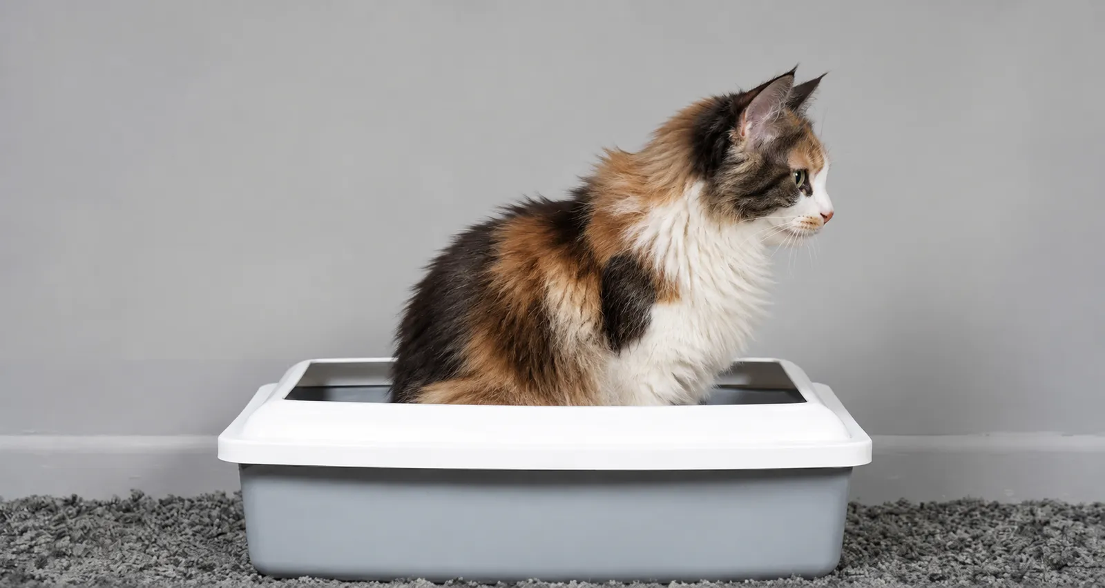 Lapjeskat in een kattenbak met RITCO